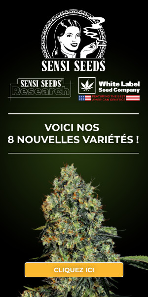 Bannière publicitaire présentant les nouvelles variétés de cannabis proposés par Sensi Seeds