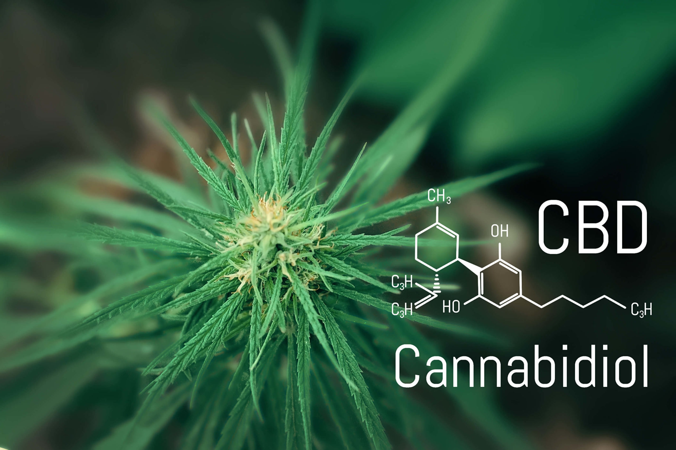 CBD (cannabidiol) : Définition, Effets Et Légalité