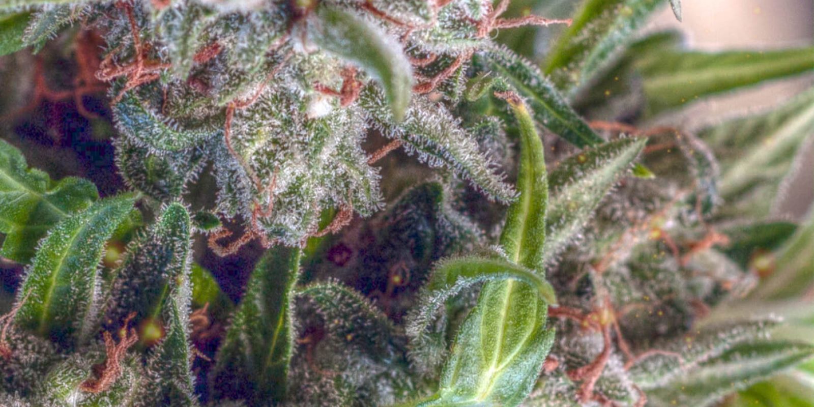 Gros plan sur une plante de cannabis Amnesia Haze sur laquelle on distingue bien les trichomes brunâtres